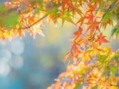 立秋