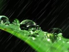 谷雨