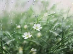 雨水