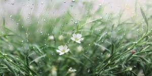 雨水